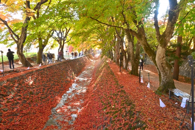 河口湖もみじ回廊