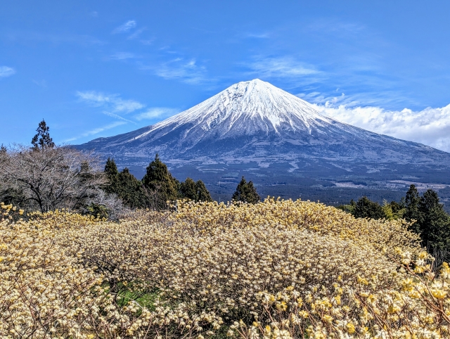 ミツマタの花畑と富士山