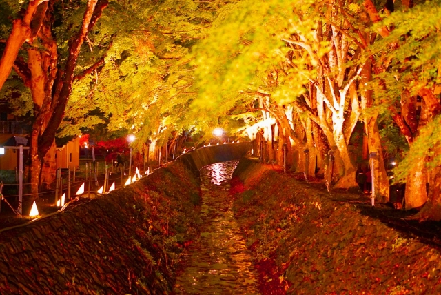 河口湖もみじ回廊ライトアップ