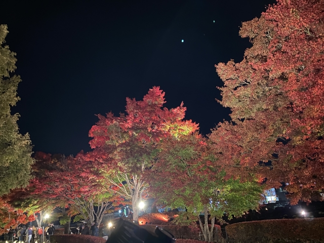 河口湖もみじまつりのライトアップ