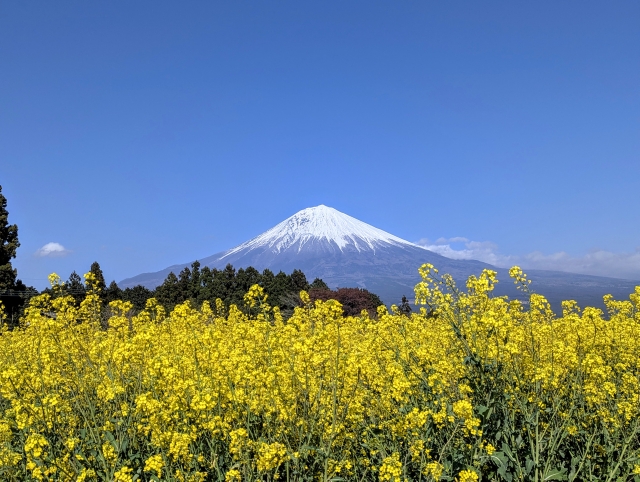 菜の花畑と富士山