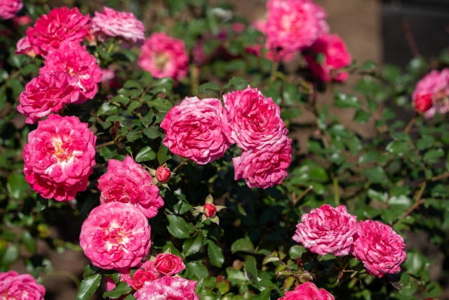 白糸自然公園の秋バラ