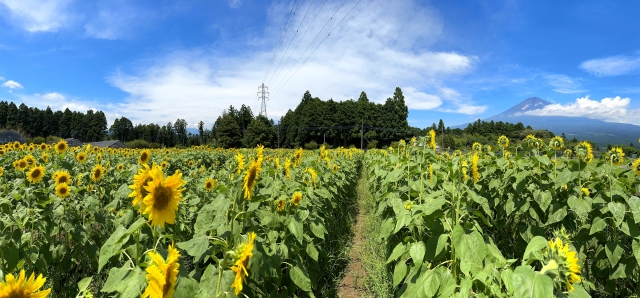 ひまわりと富士山