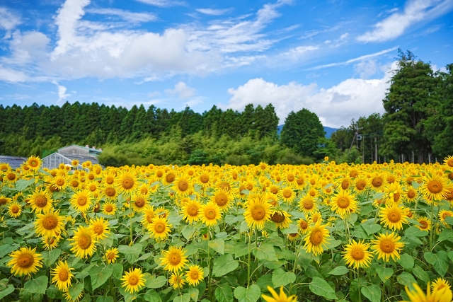 ひまわり畑