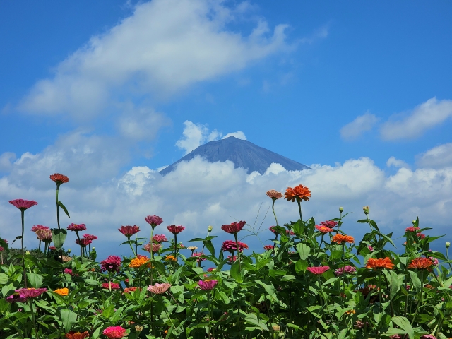 百日草と富士山