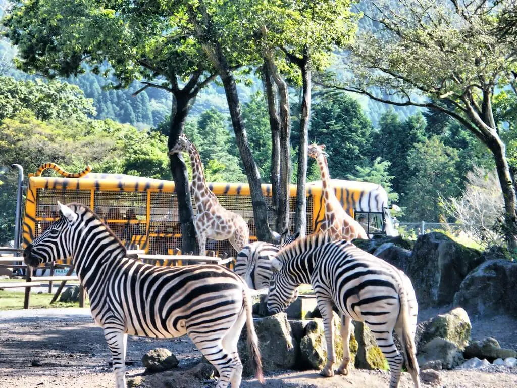 富士サファリパーク園内②