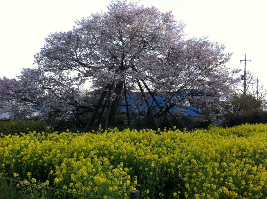 狩宿の下馬桜