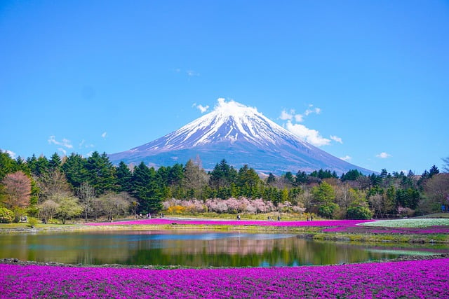 富士山と芝桜