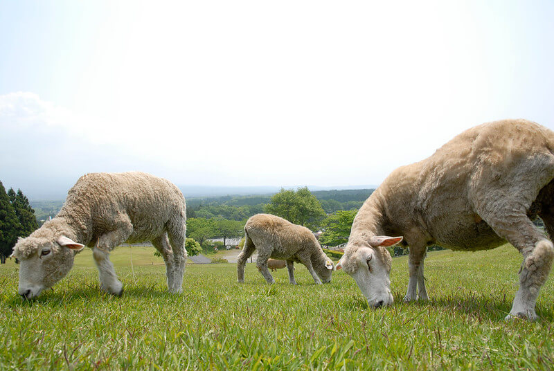 まかいの牧場の羊